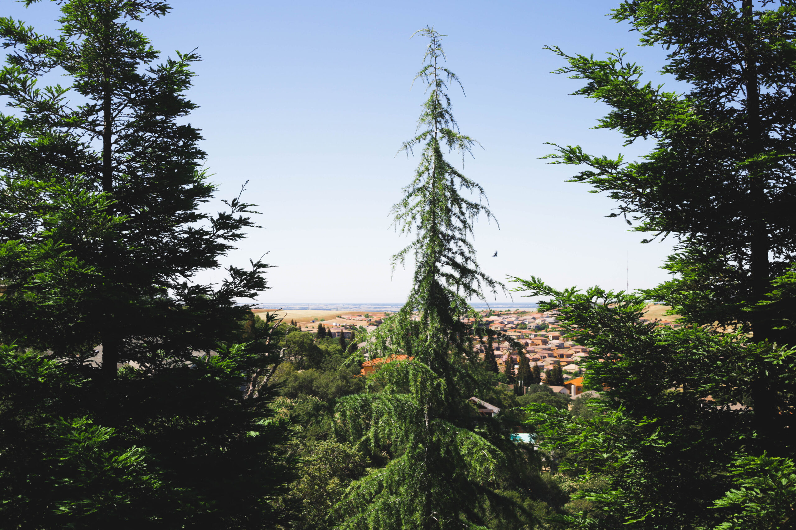 this is an image of tree pruning in mission viejo