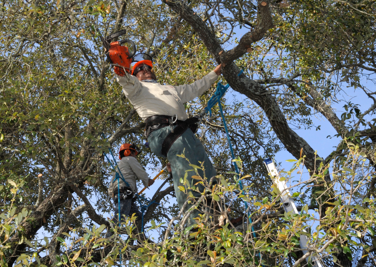 this is an image of tree service in Mission Viejo