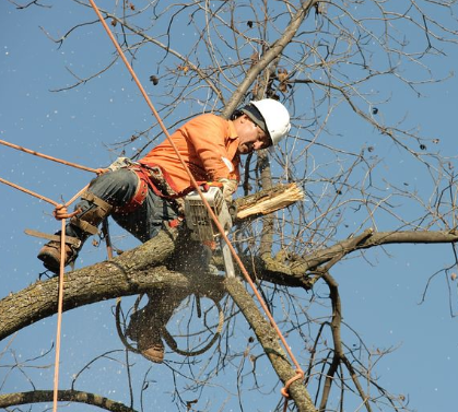 this is an image of tree removal in mission viejo