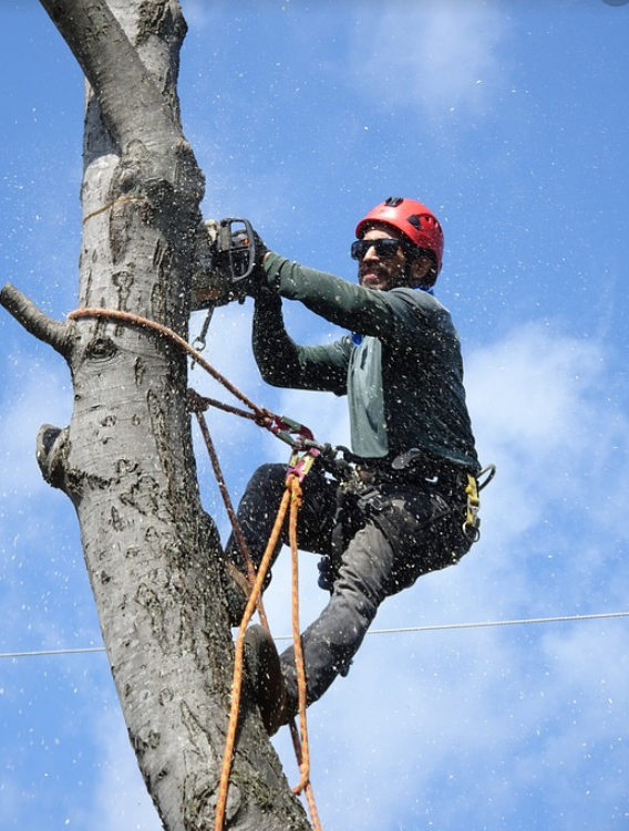 this is an image of tree removal in mission viejo