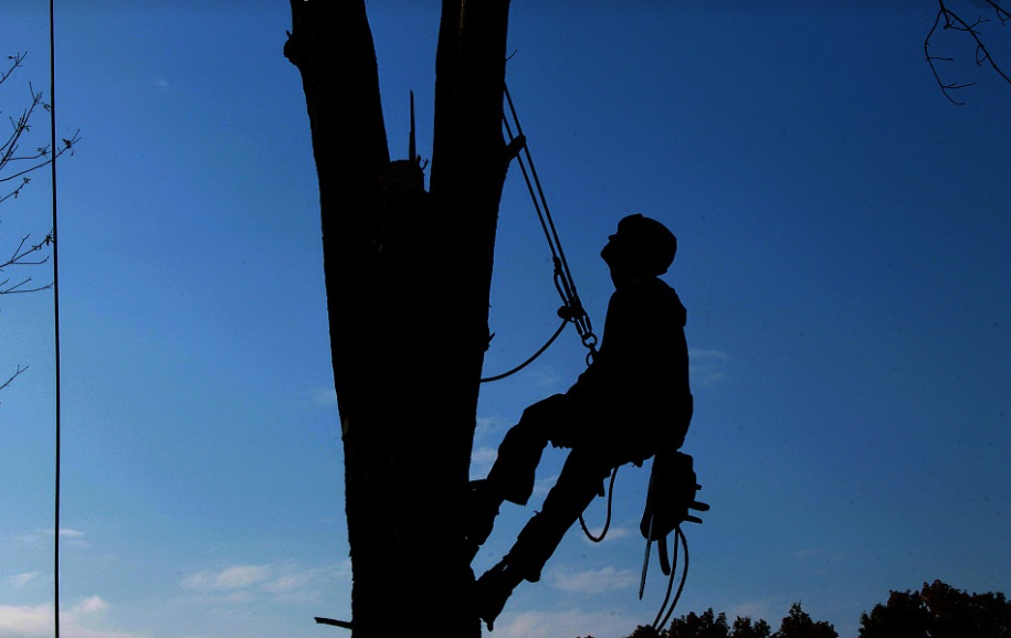 this is an image of tree service in  mission viejo