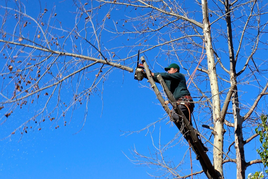 this is an image of tree service in mission viejo