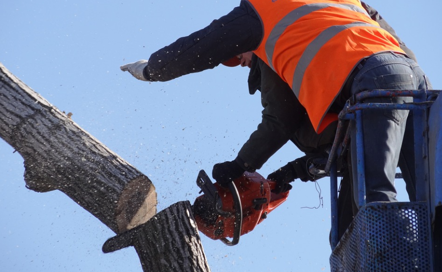 this is an image of tree service in mission viejo