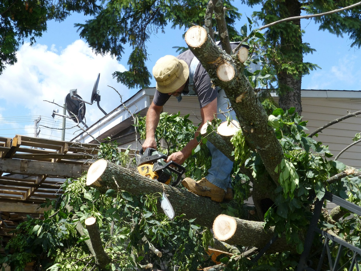 this is an image of tree trimming in mission viejo