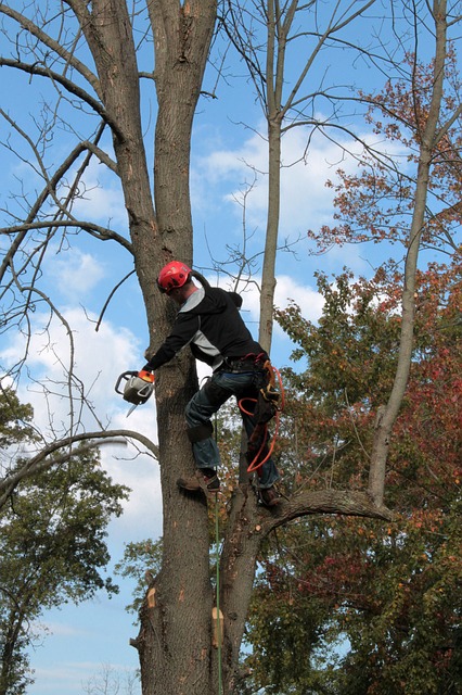An image of Arborist in Mission Viejo 