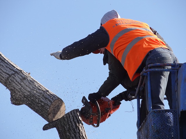 An image of commercial tree service in Mission Viejo, CA.