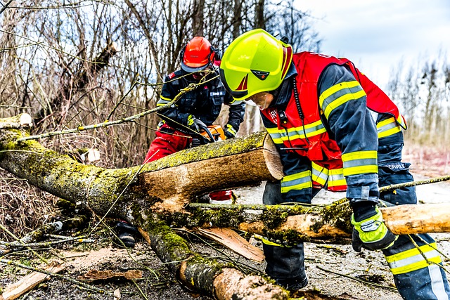 An image of emergency tree service in Mission Viejo, CA.