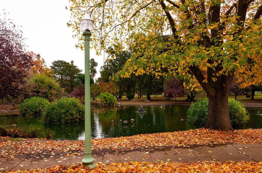 An image of type of tree in Mission Viejo, CA.