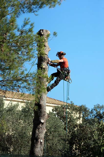 An image of residential tree service in Mission Viejo, CA.