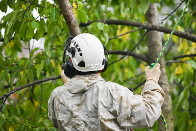 An image of tree cabling and bracing in Mission Viejo, CA.