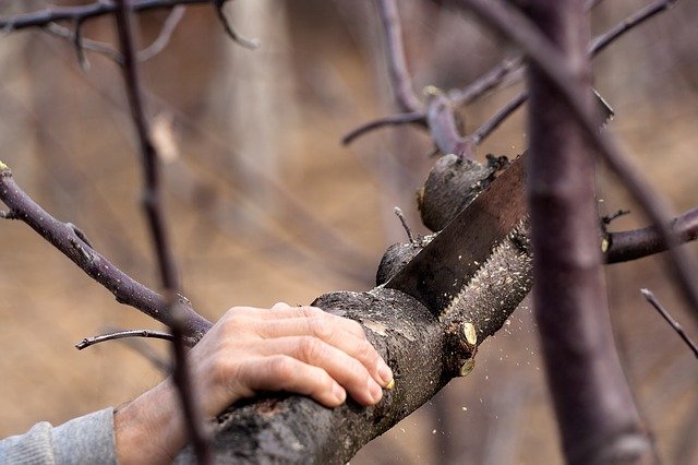 An image of tree cutting in Mission Viejo, CA.