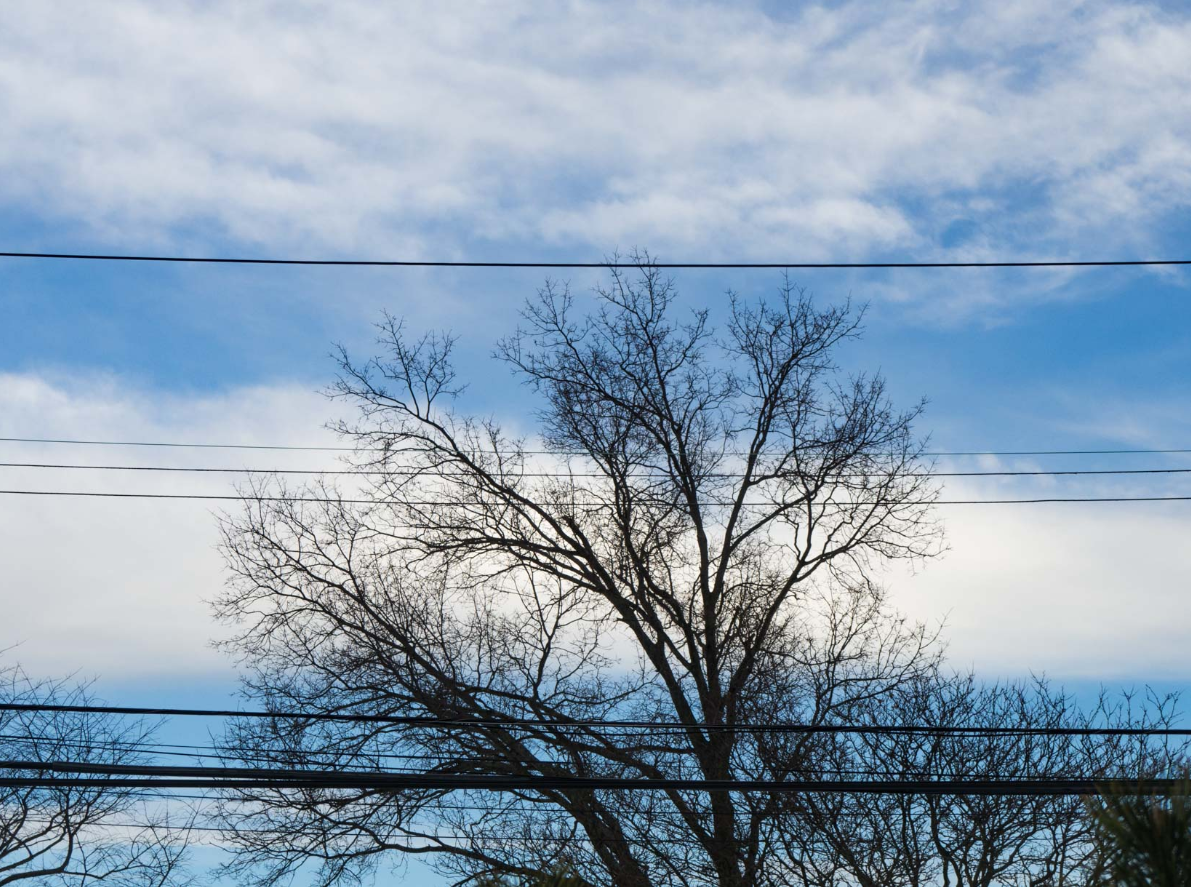 this is an image of tree service in coto de caza