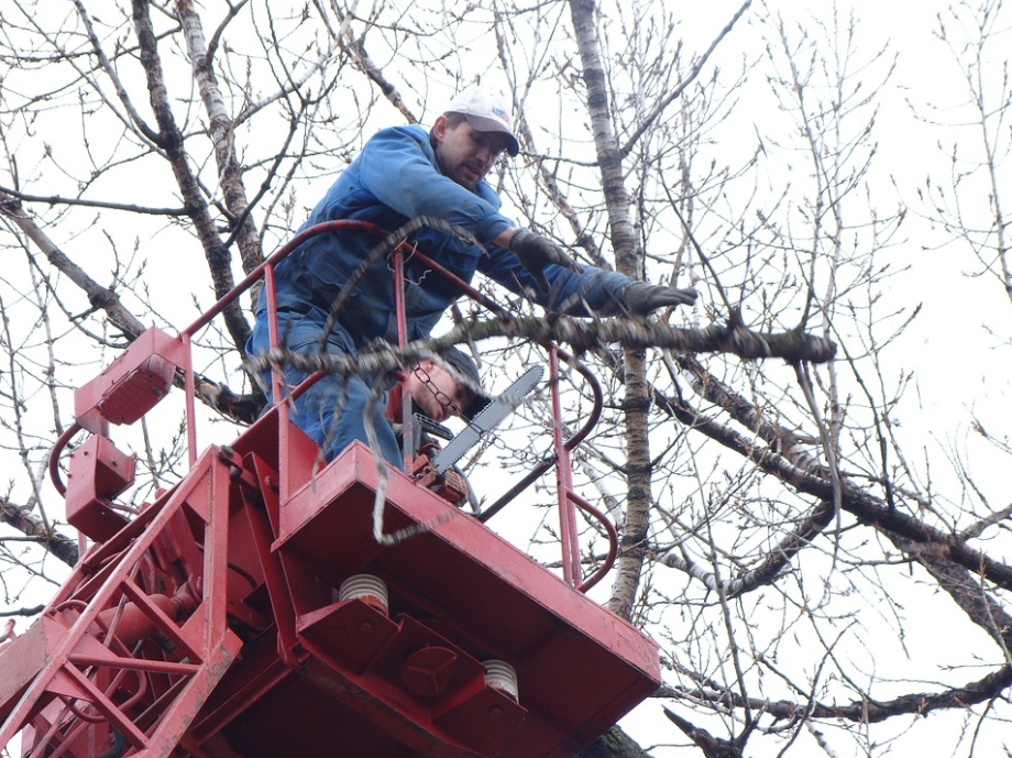 this is an image of tree service in ladera ranch