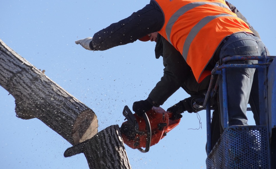 this is an image of tree service in laguna hills