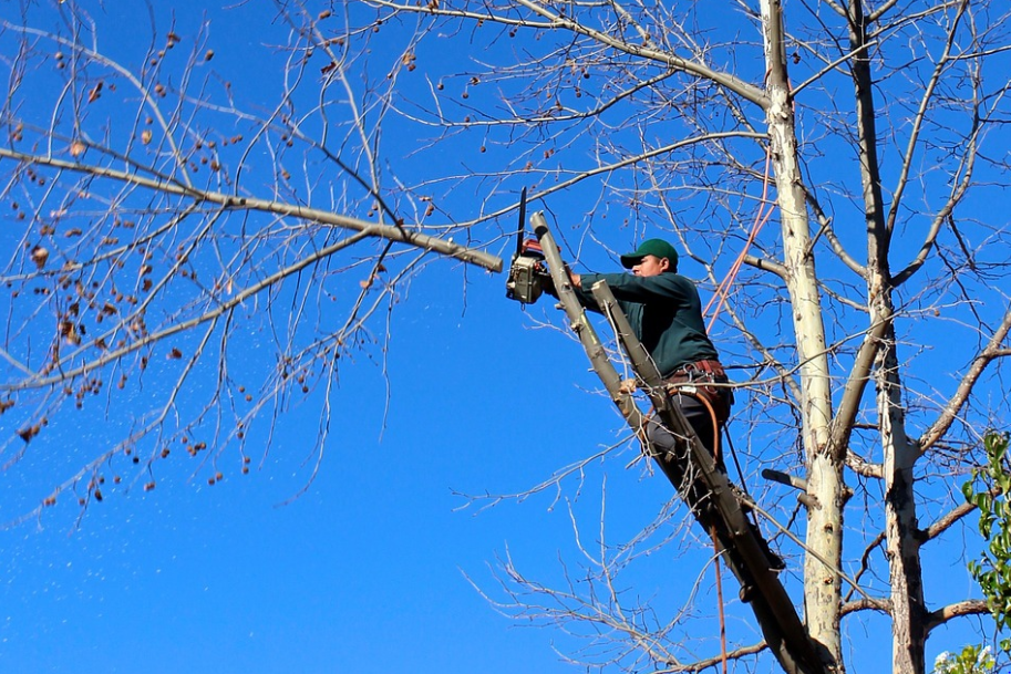 this is an image of tree service in las flores