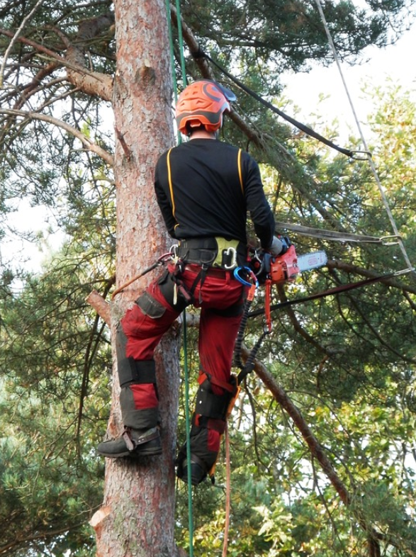 this is an image of tree pruning in mission viejo