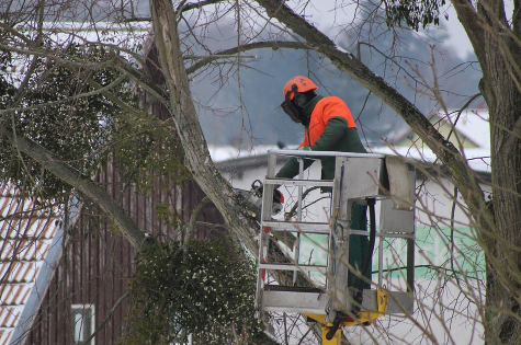 this is an image of tree service in rancho santa margarita