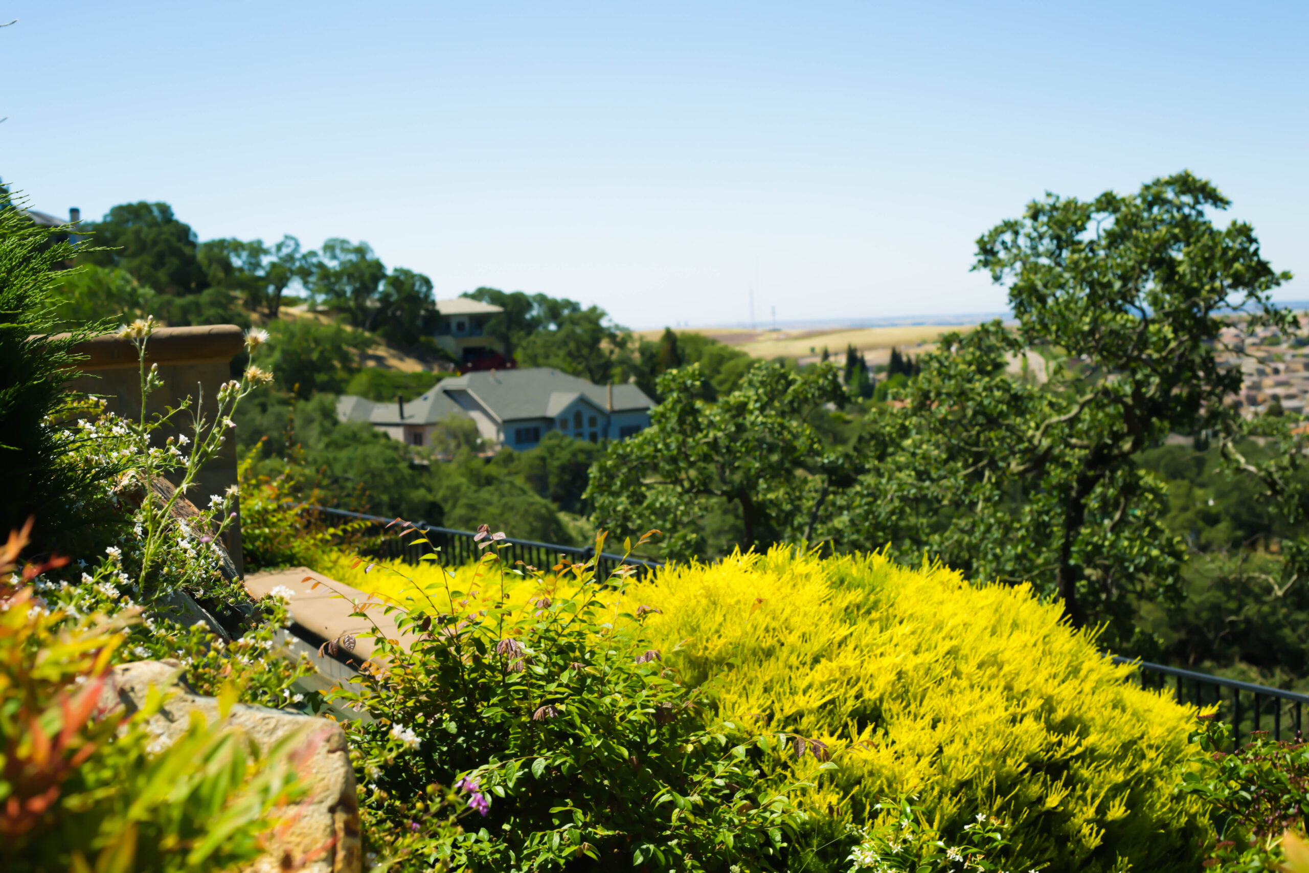 this is an image of tree service in san juan capistrano