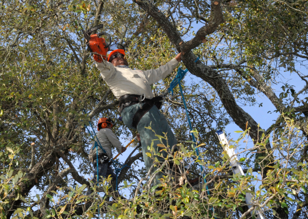 this is a picture of tree lopping in Mission Viejo, CA